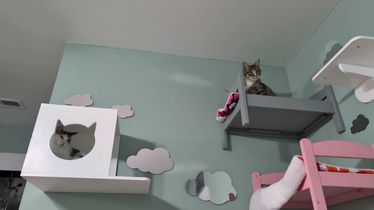 Nightcaps: Mimosa is NOT SHARING her toy and she's NOT KIDDING