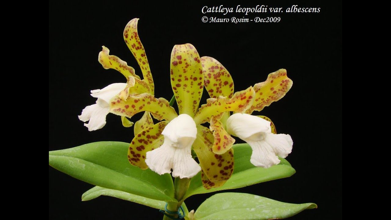 Plantio prático da Cattleya tigrina,  Dicas de Cultivo de Orquídeas,  Vendas.