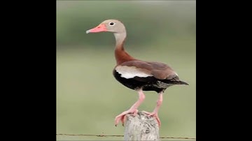 Cool Black-bellied Whistling-Duck Florida