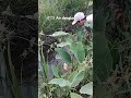 najur gabus di spot air dangkal #mancing #fishing #video