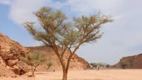 Do you know the name of this tree and what are its benefits?