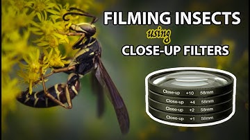 Filming Insects With Macro (Close-Up) Filters