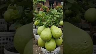 GIANT Guava Tree in a Pot 😱🍐 | Viral Home Gardening Hack 🇮🇳🇺🇸 #shorts