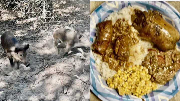 Trapping Wild Pigs And Cooking Ducks At The Camp