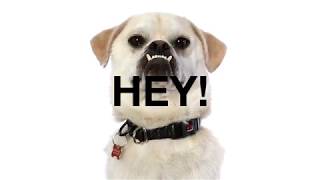 Adopt Hey! at NKLA