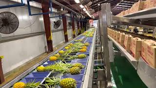 Dole Hawaii ESHET EILON