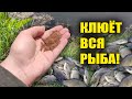 В АВГУСТЕ ВСЯ РЫБА КЛЮЁТ НА ЭТО!