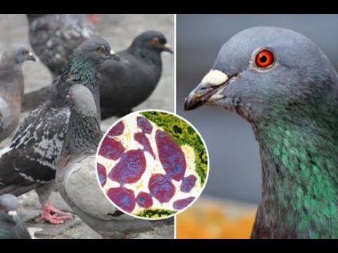 Video: Přenášejí holubi nemoci?