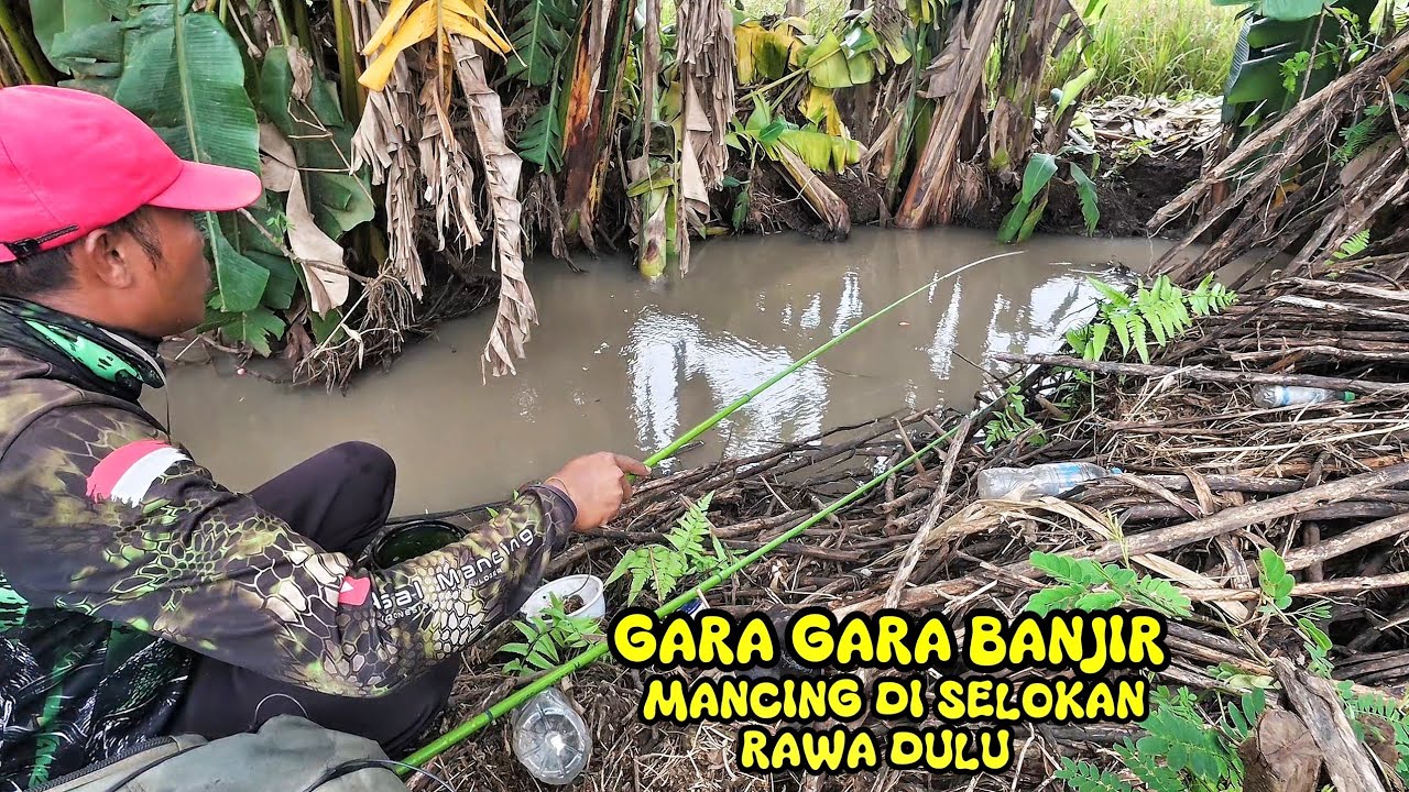 Ini Akibat nya Kalau sungai pada banjir,Ikan nya pada di rawa rawa dan di selokan