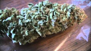 The Weed Nerd Episode 37