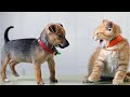 Cats Meeting Puppies For The First Time 🐱 🐶 (NEW)