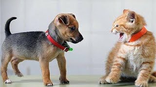 Cats Meeting Puppies For The First Time 🐱 🐶 (NEW) by HTH 10,692 views 3 years ago 9 minutes, 6 seconds