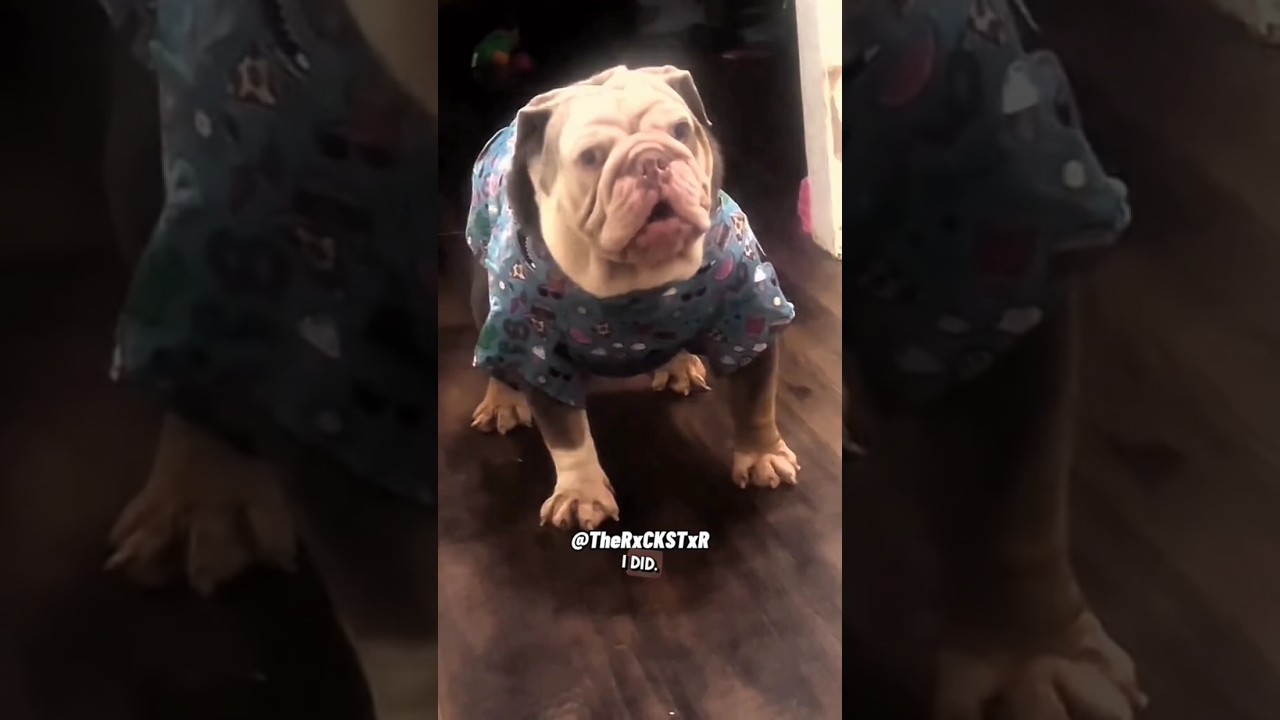 Dog's Hilarious Reaction After Being Told No Dinner!  