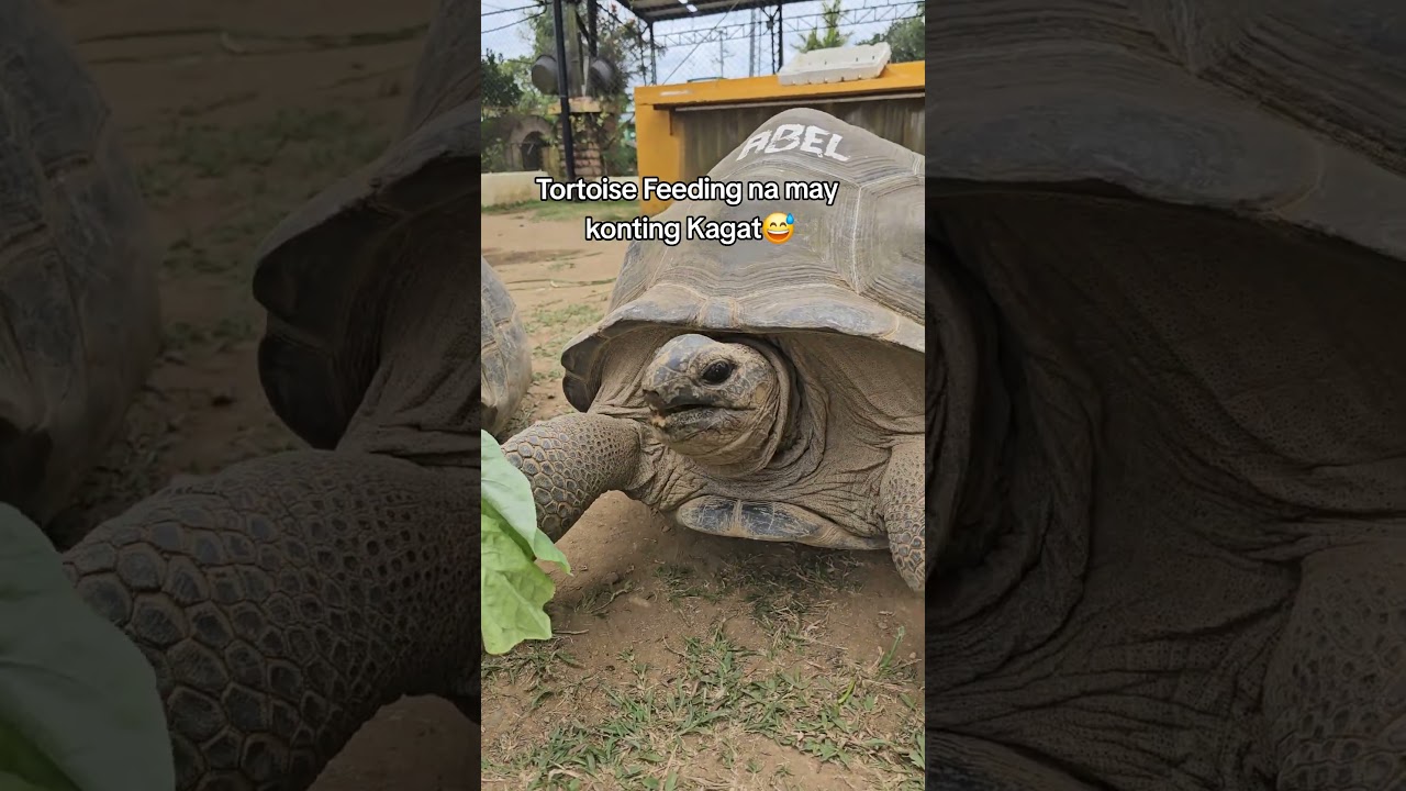 Tortoise Feeding with a twist 😅😅😅 