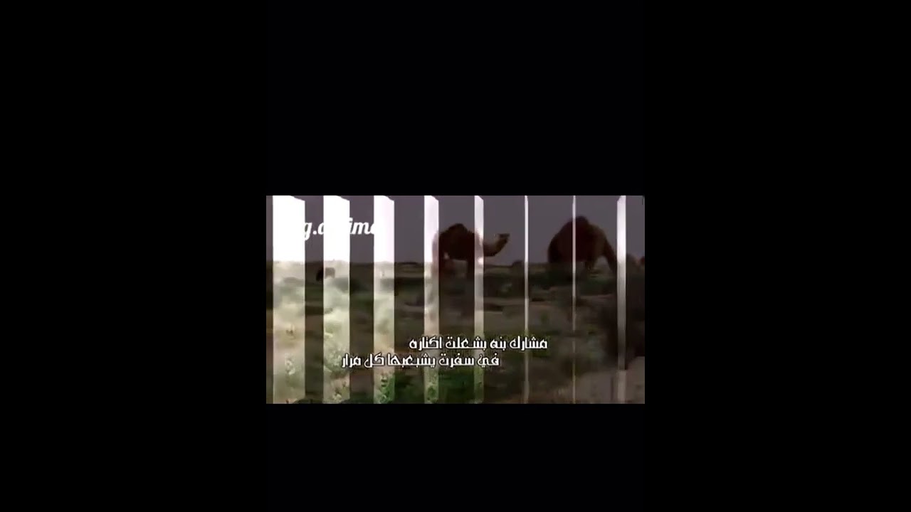 شيله الشيخ: بندر بن عجمي بن منيخر كلمات الشاعر: سعد بن سرور المطيري