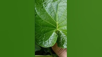 nguy hiểm quá! rất nhiều người không biết sự nguy hiểm của cây dổi đất (kava)