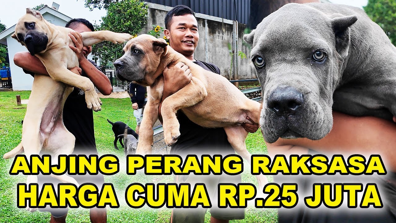 Anjing Perang Raksasa Harga Rp.25 Juta - Cane Corso The Warrior Giant Dog