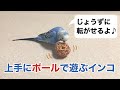 上手にボールで遊ぶインコ
