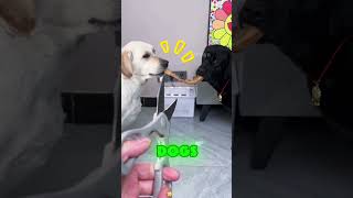 It realized that its tail would harm its owner😢