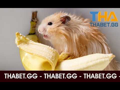 Video Mơ thấy chuột đánh con nào dễ trúng ? Điềm báo là gì ? - youtube