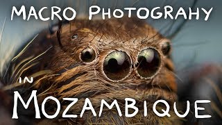 Macro Photography in Mozambique! HUGE Jumping Spiders! Stalk-Eyed Flies! Camel Spiders!