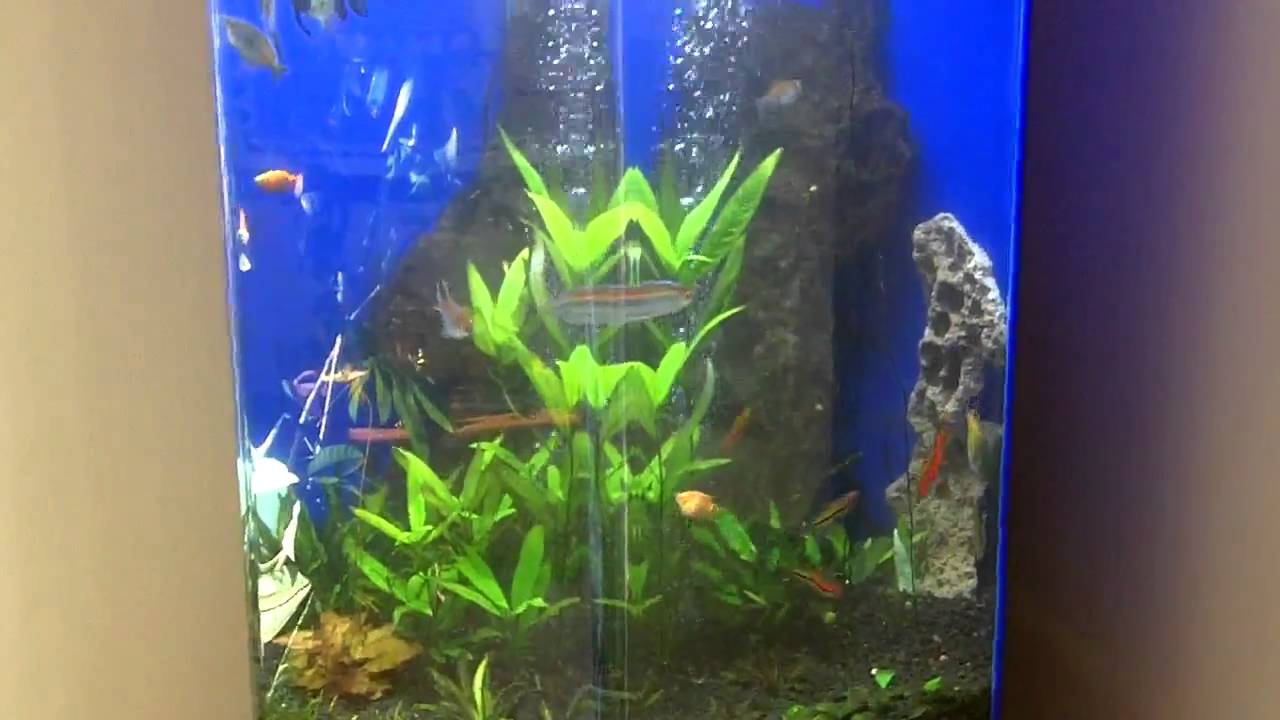 Planted Hexagon Aquarium YouTube