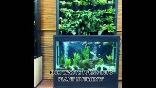 Aquaponic Active Green Walls