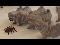 Shar Pei puppies adorably team up to take on robot spider の動画、YouTube動画。