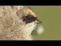 Ремезы строят своё удивительное гнездо-варежку. European penduline tit build their amazing nest.