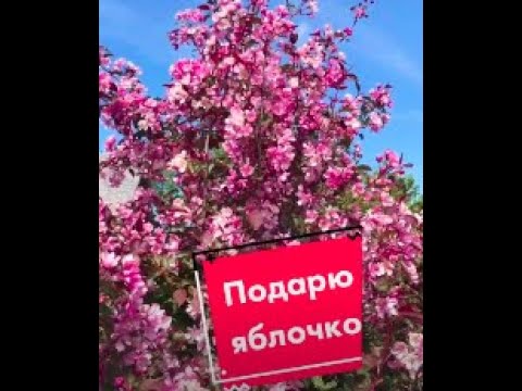 Video: Nedzwiecki alma ağacı: təsviri, əkilməsi, baxımı