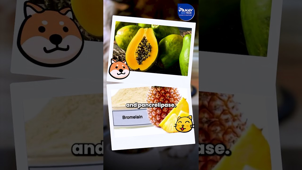 IPettizer – The Ultimate Appetite Booster for Healthy & Happy Pets! 🐾