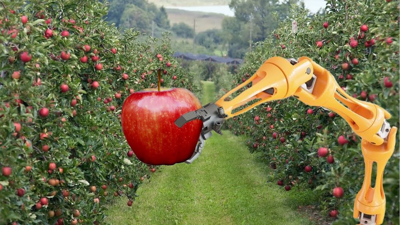 Почему трудно роботизировать сбор плодов. Робот для сбора урожая. Робот для сборки урожая. Робот для сбора яблок. Робот сборщик урожая
