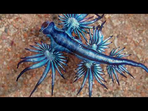Weird Glowing Blue Sea Creature That Eats Jellyfish Washes Up on Australian Beach