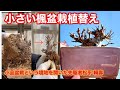 小さい楓盆栽植替え小品盆栽という境地を開いた先駆者松平 賴壽やじま園@tane.bonsai
