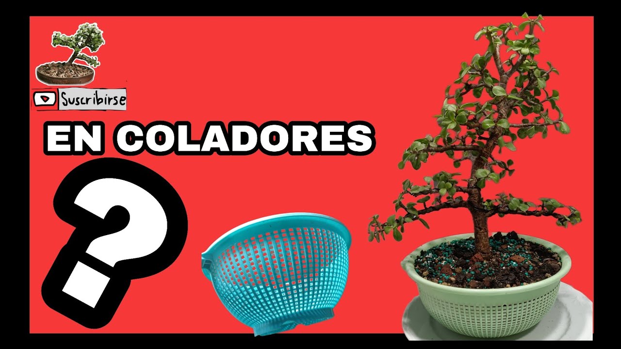 CULTIVO EN COLADORES MEJORA Y DUPLICA EL CRECIMIENTO DEL BONSAI, PORTULACARIA AFRA 😜🤓👍
