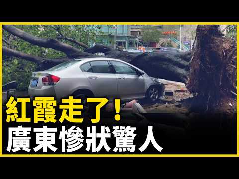 颱風紅霞走了，廣東滿目蒼夷，慘狀驚人！大樹被連根拔起，汽車砸爛，