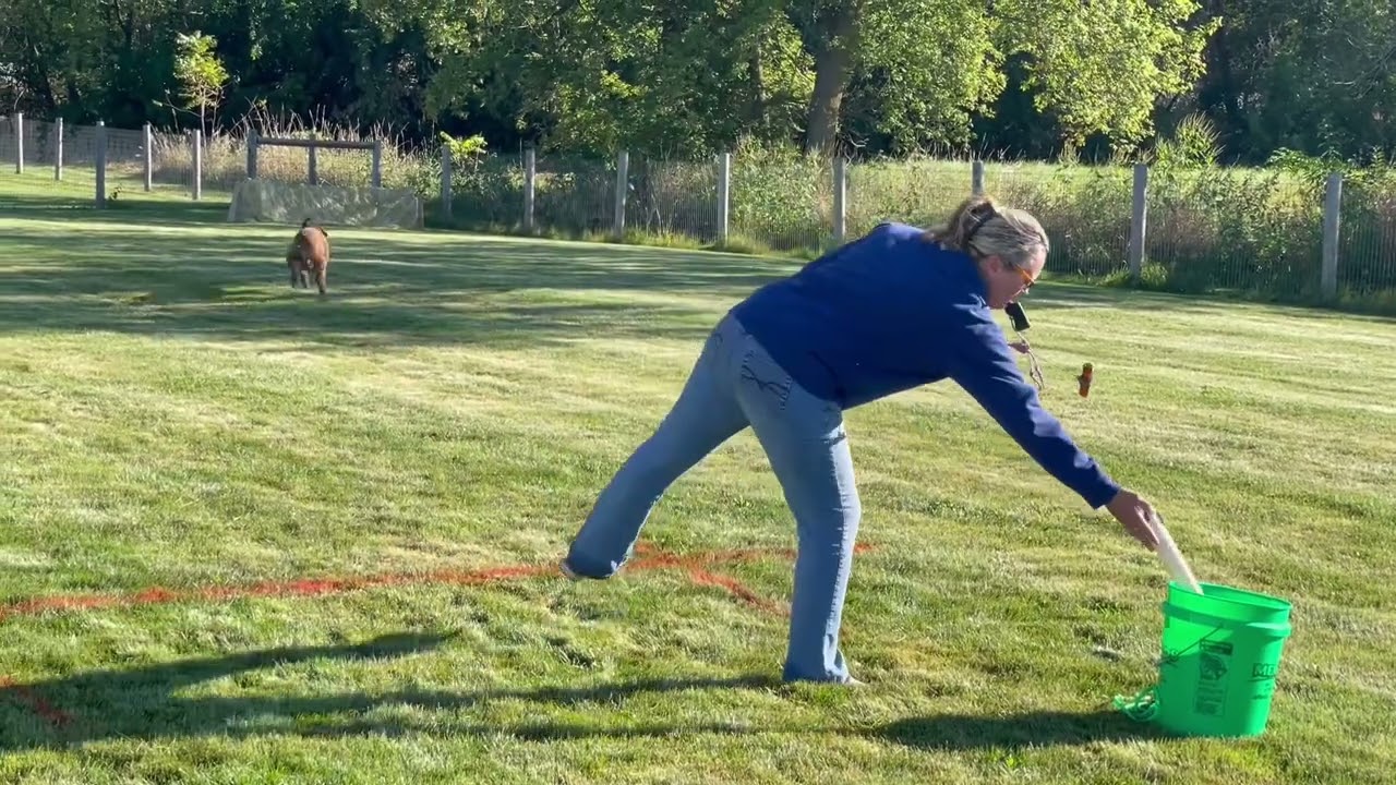 Sand Spring Chesapeakes Slammer Fetch Retriever