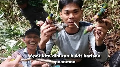 MIKAT BURUNG DIHUTAN BUKIT BARISAN PASAMAN...