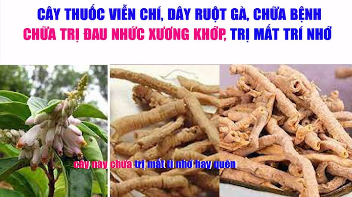 Cây ruột gà là cây gì