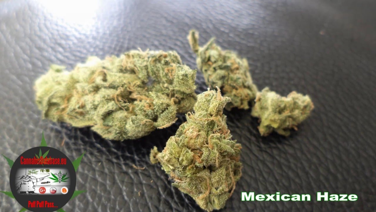 Mexican Haze...Puff Puff Pass...