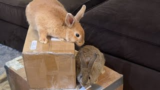 Viewer Mail &amp; New Bunnies!