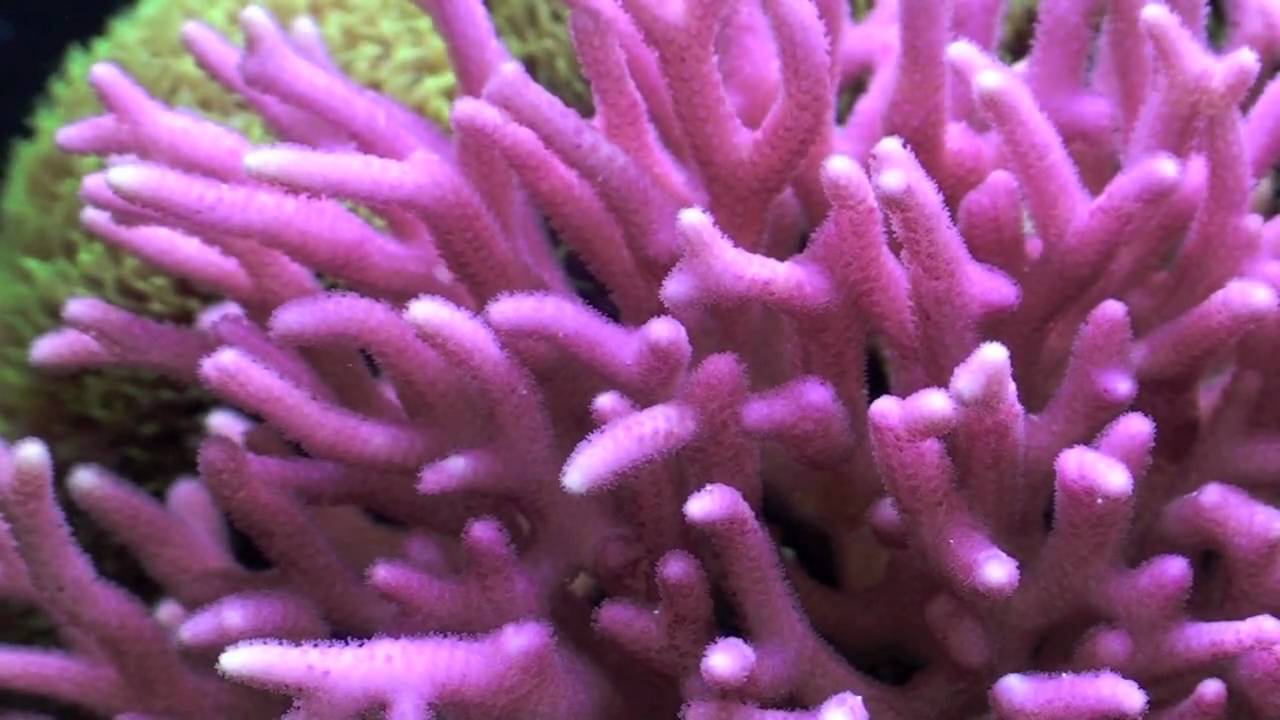 Pink Birdnest Coral in HD YouTube
