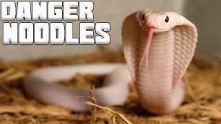 Feeding Venomous Baby Cobras! | Tyler Nolan