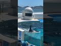 FISH&👏👆🐬😱🤣💖#fishing #fishstarter #shortvideofish #shortsfisheavideo🌊 #shortvideo #🌊👏👆🐬😱🤣💖