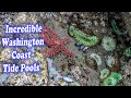 Tide Pools On Washington Coast - Ruby Beach, Rialto Beach -Olympic National Park Tide Pools Critters