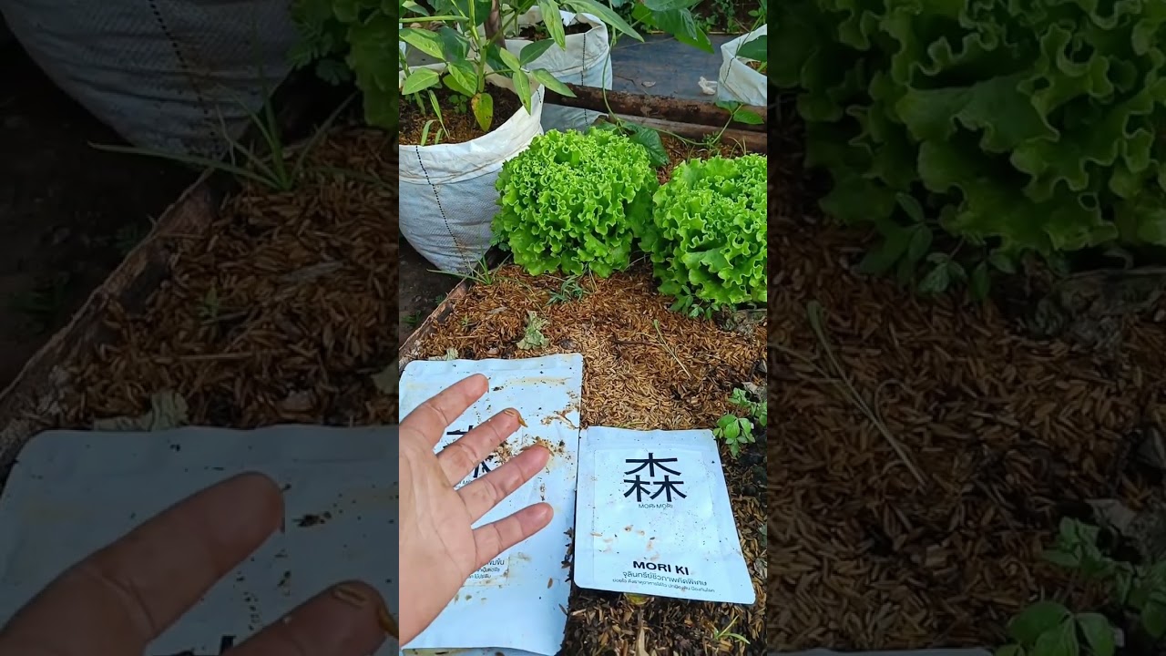 Organic farming without using compost or animal manure, only using rice husks and liquid plant nu...