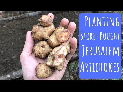 Planting Jerusalem artichokes from the grocery store