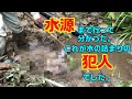 水源まで行って分かった。これが水の詰まりの犯人でした!!　　　　　　　新潟県十日町市池谷集落