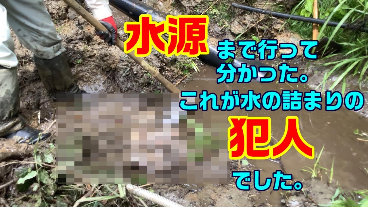 水源まで行って分かった。これが水の詰まりの犯人でした!!　　　　　　　新潟県十日町市池谷集落