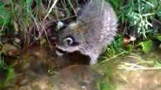 Current River 2007 Float Trip - Raccoon